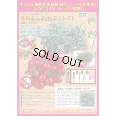 画像2: [トマト/ミニトマト]　そのまんまdeミニトマト（マンマミーア）　15粒　ナント種苗