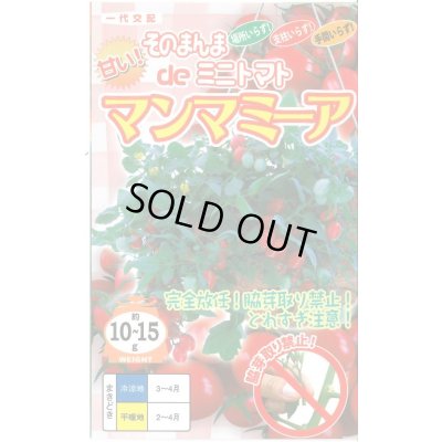 画像1: [トマト/ミニトマト]　そのまんまdeミニトマト（マンマミーア）　15粒　ナント種苗
