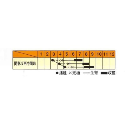 画像2: [葉物]　赤しそ　赤丸葉しそ　5ml　　松永種苗（株）　