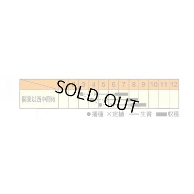 画像2: 送料無料　赤しそ　赤丸葉しそ　5ml　松永種苗(株)