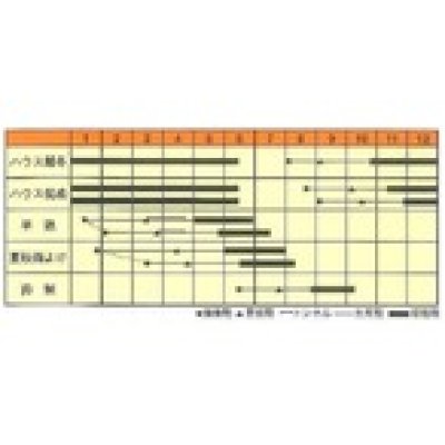 画像3: 送料無料　[トマト/ミニトマト]　まゆか　1000粒　松永種苗(株)