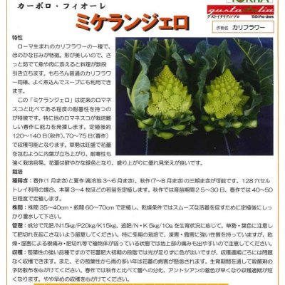 画像3: 送料無料　[イタリア野菜]　ミケランジェロ　50粒　トキタ種苗(株)