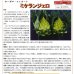 画像3: 送料無料　[イタリア野菜]　ミケランジェロ　50粒　トキタ種苗(株) (3)