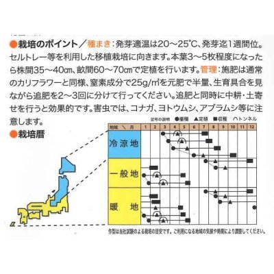 画像2: [イタリア野菜]　ミケランジェロ　５０粒   トキタ種苗（株）