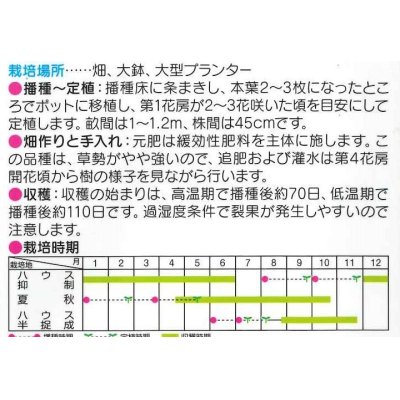 画像2: [トマト/ミニトマト]　ミニキャロル　約14粒　サカタのタネ（株）　 実咲400