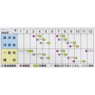 画像3: [シーダー種子]　ほうれんそう　ミラージュ　1粒×5cm間隔