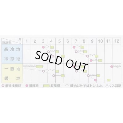 画像3: [シーダー種子]　ほうれんそう　ミラージュ　1粒×5cm間隔