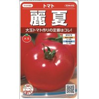 [トマト]　麗夏　21粒 　サカタのタネ（株）実咲500