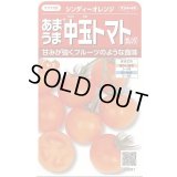 送料無料　[トマト/中玉トマト]　シンディーオレンジ　13粒　(株)サカタのタネ　実咲550  （002817）