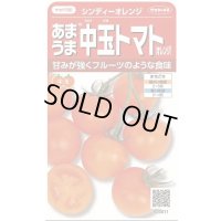 送料無料　[トマト/中玉トマト]　シンディーオレンジ　13粒　(株)サカタのタネ　実咲550  （002817）