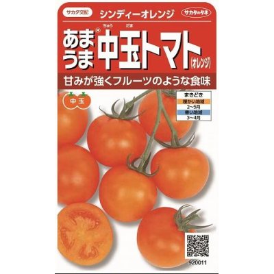画像1: [トマト/中玉トマト]　シンディーオレンジ　１3粒　　サカタのタネ（株）実咲500