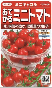 [トマト/ミニトマト]　ミニキャロル　約14粒　サカタのタネ（株）　 実咲400