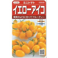 送料無料　[トマト/ミニトマト]　イエローアイコ　13粒　(株)サカタのタネ実咲550（002823）
