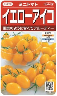 [トマト/ミニトマト]　イエローアイコ　13粒 　サカタのタネ（株）実咲500　