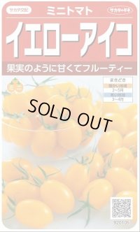 送料無料　[トマト/ミニトマト]　イエローアイコ　13粒　(株)サカタのタネ実咲550（002823）