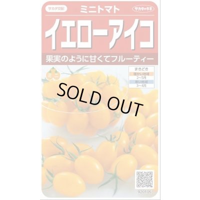 画像1: 送料無料　[トマト/ミニトマト]　イエローアイコ　13粒　(株)サカタのタネ実咲550（002823）