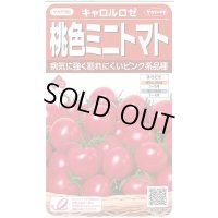 送料無料　[トマト/ミニトマト]　キャロルロゼ(すずなりピンク)13粒　(株)サカタのタネ実咲550（002825）