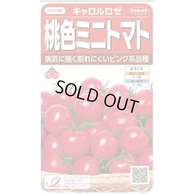 画像1: 送料無料　[トマト/ミニトマト]　キャロルロゼ(すずなりピンク)13粒　(株)サカタのタネ実咲550（002825）