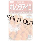 送料無料　[トマト/ミニトマト]　オレンジアイコ　13粒　(株)サカタのタネ　実咲550 （002827）