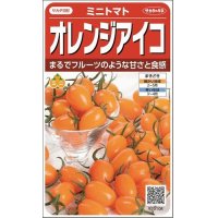 [トマト/ミニトマト]　オレンジアイコ　13粒 　サカタのタネ（株）実咲500