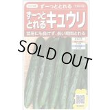 送料無料　[キュウリ]　ずーっととれる　約16粒　(株)サカタのタネ　実咲550（002847）