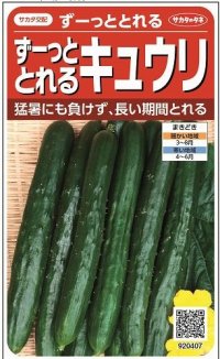 [キュウリ]　ずーっととれる　約16粒　サカタ交配　（実咲）　