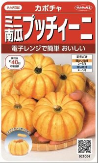 [かぼちゃ]　プッチィーニ　7粒　　サカタ交配　実咲