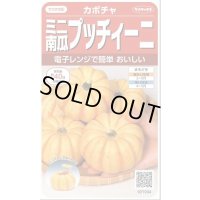 送料無料　[かぼちゃ]　プッチィーニ　7粒　(株)サカタのタネ　実咲450（002870）