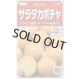 送料無料　[かぼちゃ]　コリンキー　約10粒　(株)サカタのタネ　実咲450（002879）