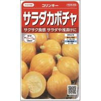 [かぼちゃ]　コリンキー　約10粒　サカタ交配　実咲