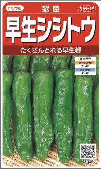 [ししとう]　翠臣　約30粒　サカタ交配　実咲