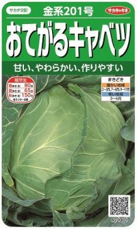 [キャベツ]　金系201号　約65粒　サカタ交配　　実咲