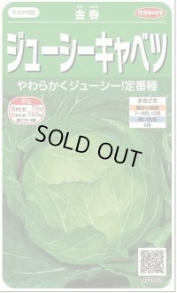 [キャベツ]　金春　約65粒　サカタ交配　　実咲