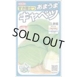 送料無料　[キャベツ]　新藍　約65粒　(株)サカタのタネ　実咲450（002914）