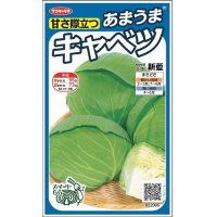 [キャベツ]　新藍　約65粒　サカタ交配　　実咲