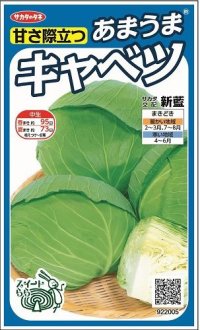 [キャベツ]　新藍　約65粒　サカタ交配　　実咲