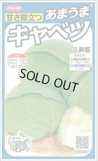 送料無料　[キャベツ]　新藍　約65粒　(株)サカタのタネ　実咲450（002914）