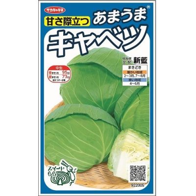 画像1: [キャベツ]　新藍　約65粒　サカタ交配　　実咲