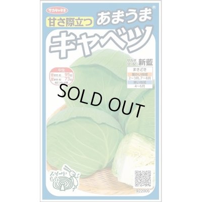 画像1: 送料無料　[キャベツ]　新藍　約65粒　(株)サカタのタネ　実咲450（002914）