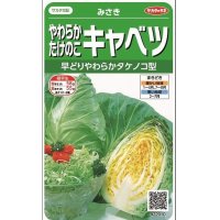 [キャベツ]　みさき　約75粒　サカタ交配　　実咲