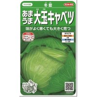 [キャベツ]　冬藍　小袋  実咲　サカタ交配　