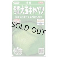 送料無料　[キャベツ]　冬藍　　(株)サカタのタネ　実咲450（002918）