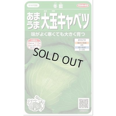 画像1: [キャベツ] 冬藍 　約80粒　(株)サカタのタネ 実咲450(002918)