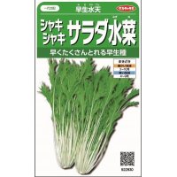 [葉物]　みず菜　 早生水天　約1200粒　サカタ交配　実咲