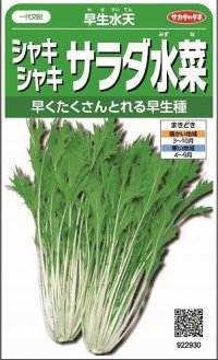 [葉物]　みず菜　 早生水天　約1200粒　サカタ交配　実咲