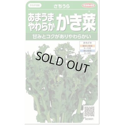 画像1: [葉物]　かき菜　さちうら　約800粒　サカタのタネ（株）　実咲300