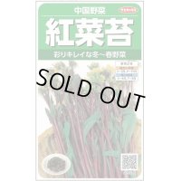 [中国野菜]　　紅菜苔　約1410粒　サカタのタネ（株）　実咲200
