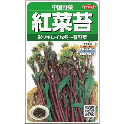 画像1: 送料無料　紅菜苔　約2000粒　(株)サカタのタネ　実咲250（002995）