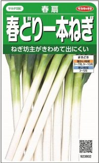 [ねぎ]　春扇　約350粒　　（株）サカタのタネ　　実咲