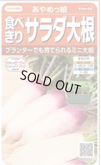 [大根]　ミニダイコン　あやめっ娘　約130粒　サカタのタネ（株）　実咲400